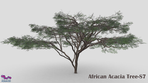 African Acacia Tree-S7