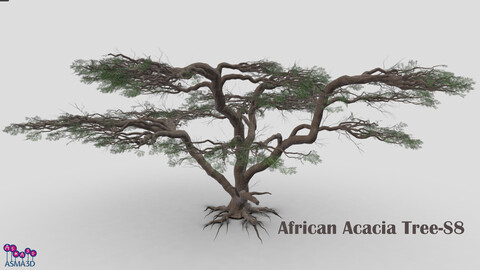 African Acacia Tree-S8