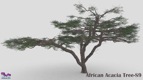 African Acacia Tree-S9