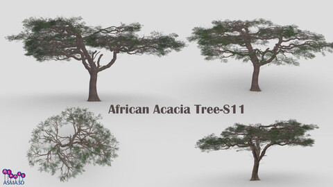 African Acacia Tree-S11