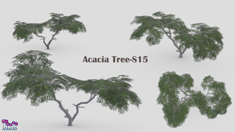 Acacia Tree-S15