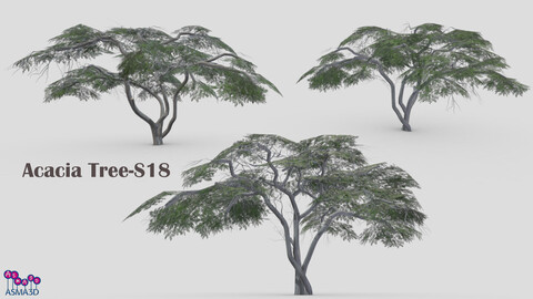 Acacia Tree-S18