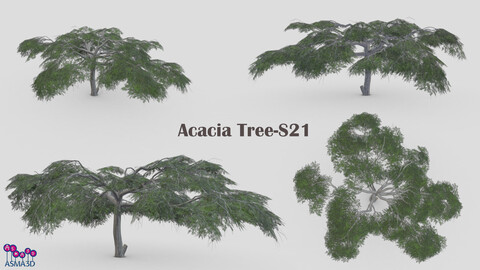 Acacia Tree-S21