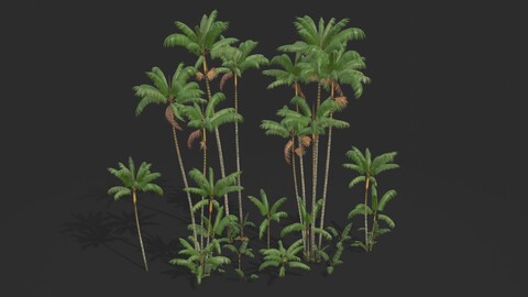 Modular Assai Palm Trees - Euterpe oleracea