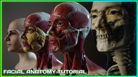 Facial Anatomy tutorial