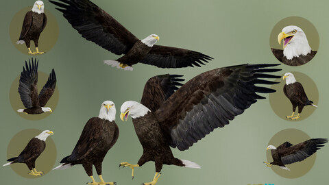 Animated Bald Eagle