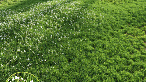 Grass Beautiful Lawn With Libertia Grandiflora Version2