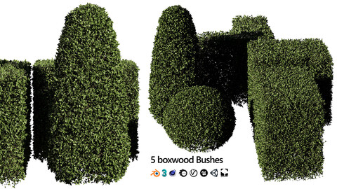 5 Shaped Boxwood Hedge