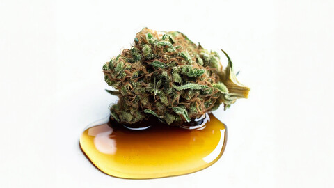 Cannabis Bud on Cannabis Oil