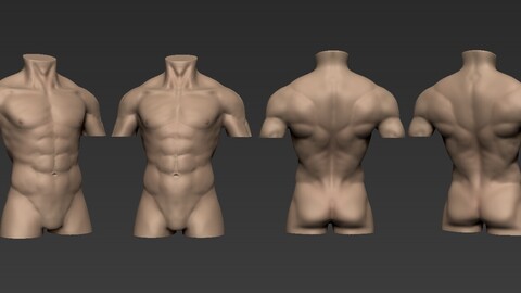 Human Anatomy: Male Torso