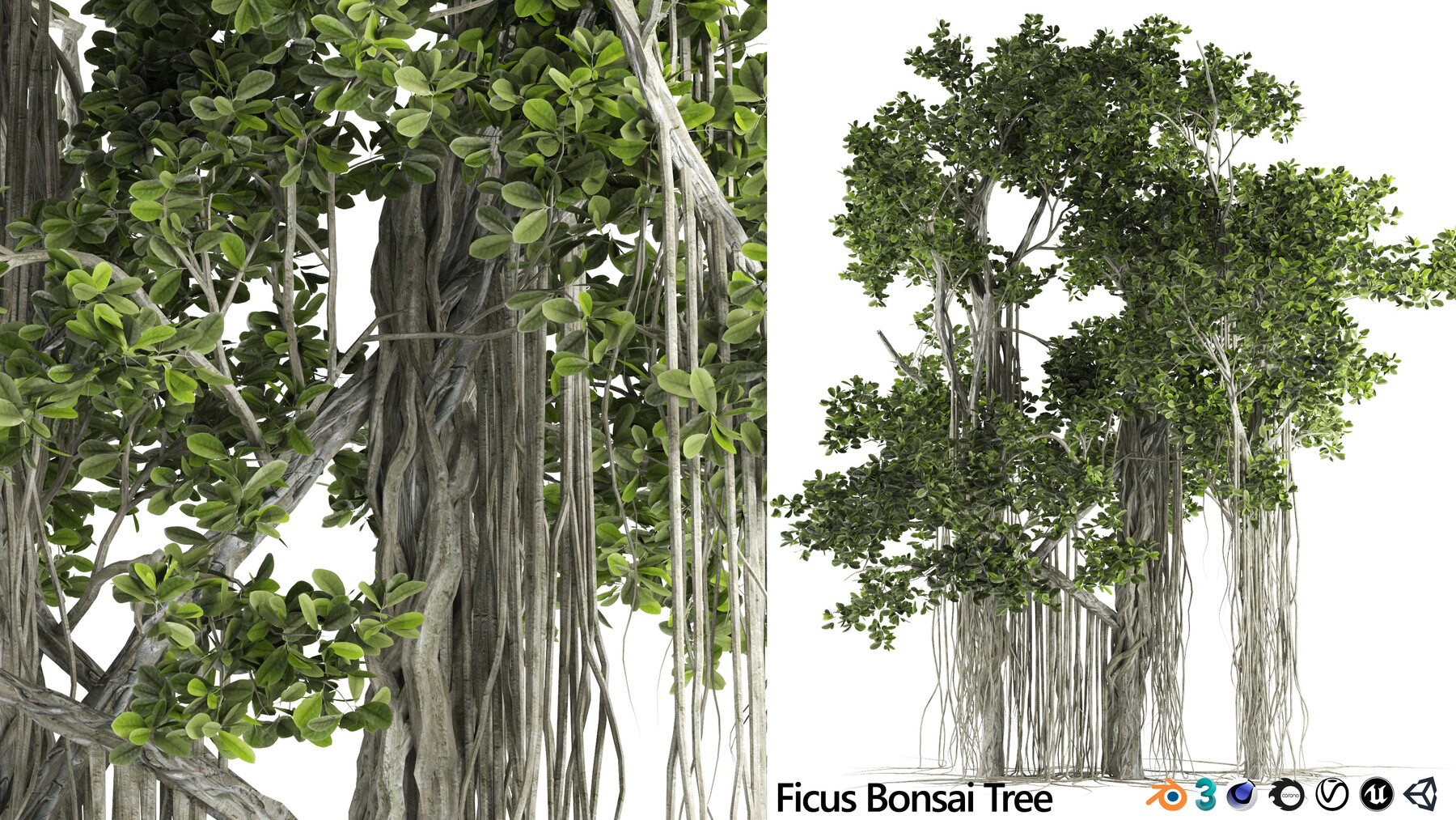 Artstation - Weeping Fig Decoration Tree 