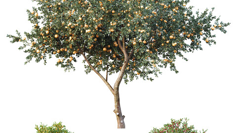 HQ Apple fruit Orange fruit Tangerine fruit tree 02