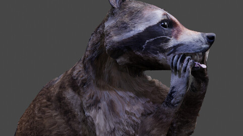 Racoon 3D Blender file free