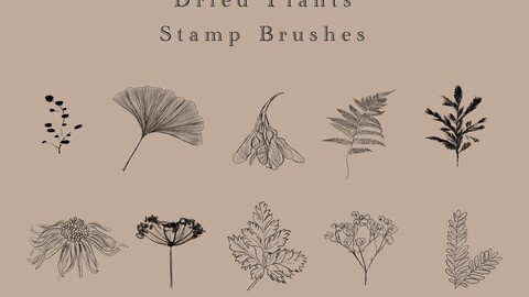 Dried plants - 10 stamps procreate