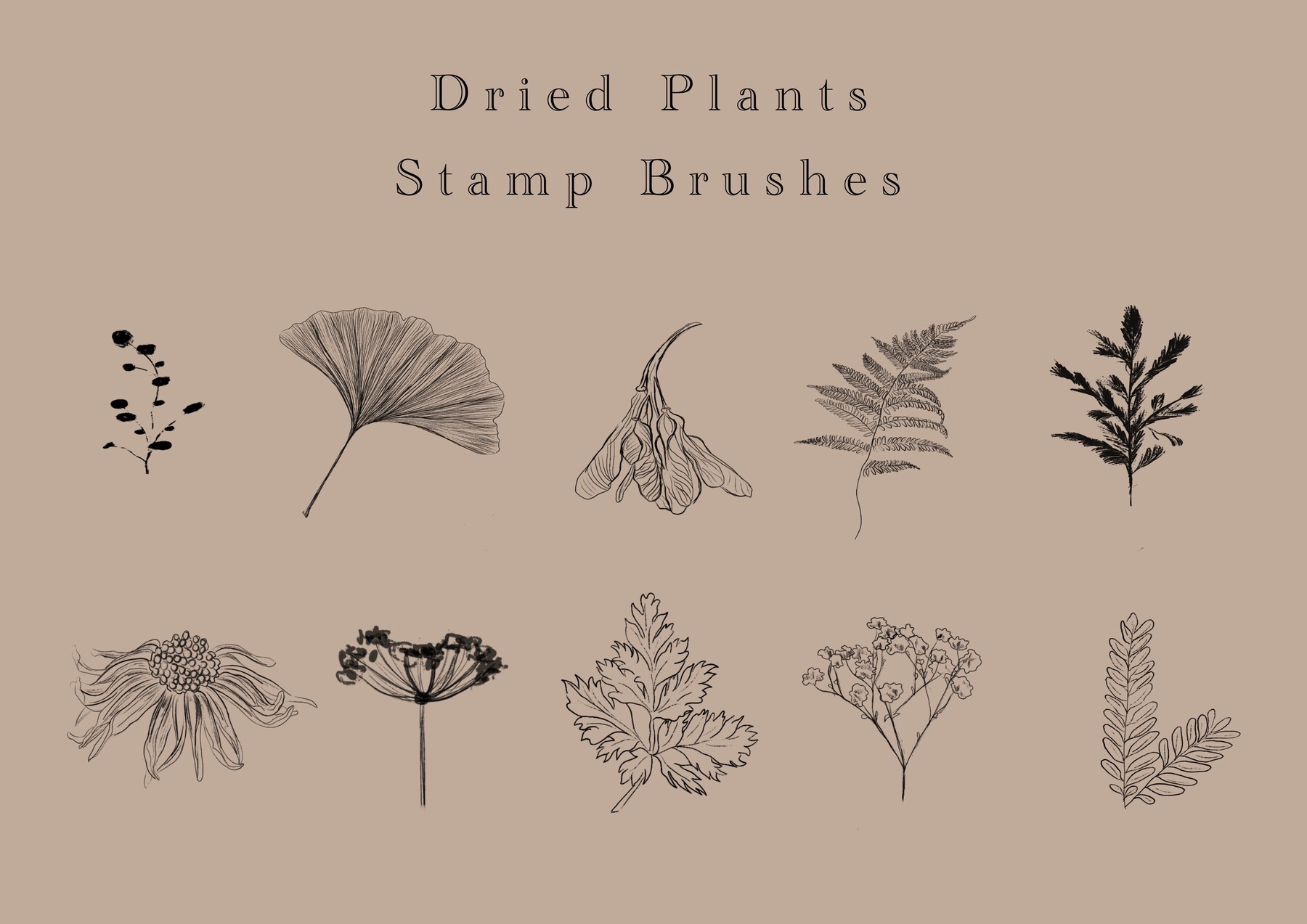 ArtStation - Dried plants - 10 stamps procreate