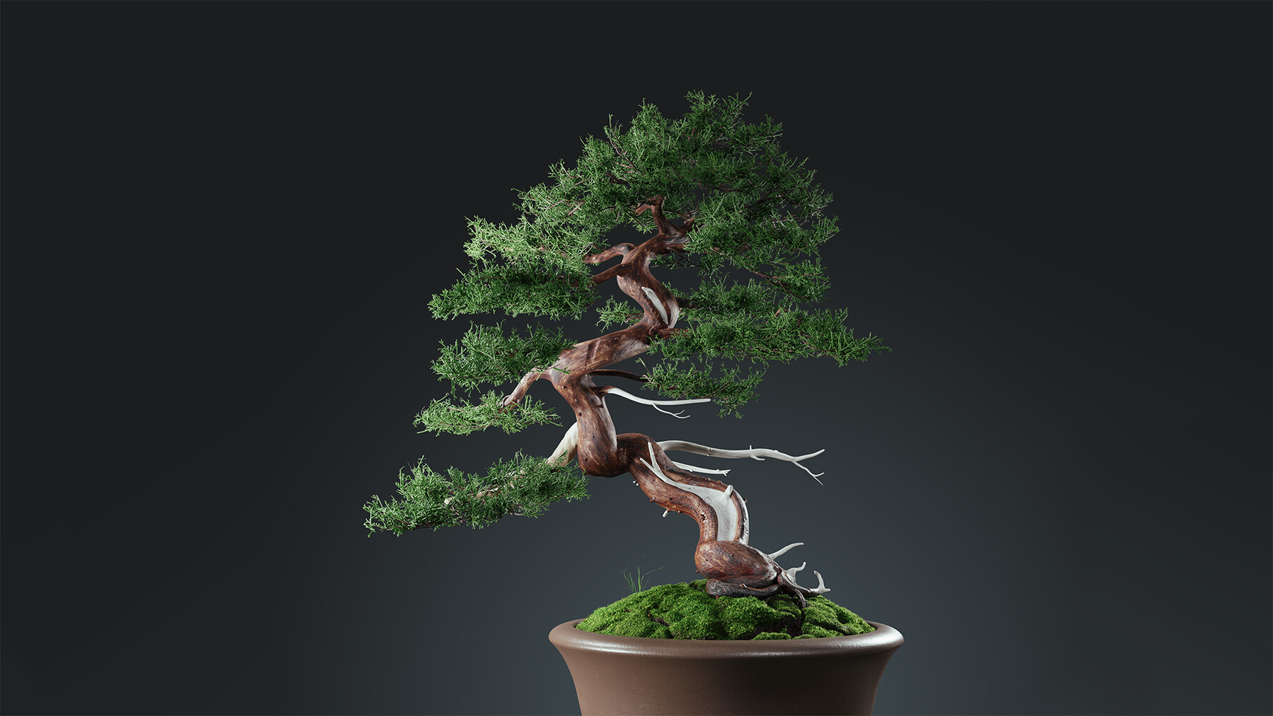 ArtStation - Chinese Juniper Bonsai 3D model, Blender | Resources