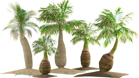 low poly Madagascar palm 3d model