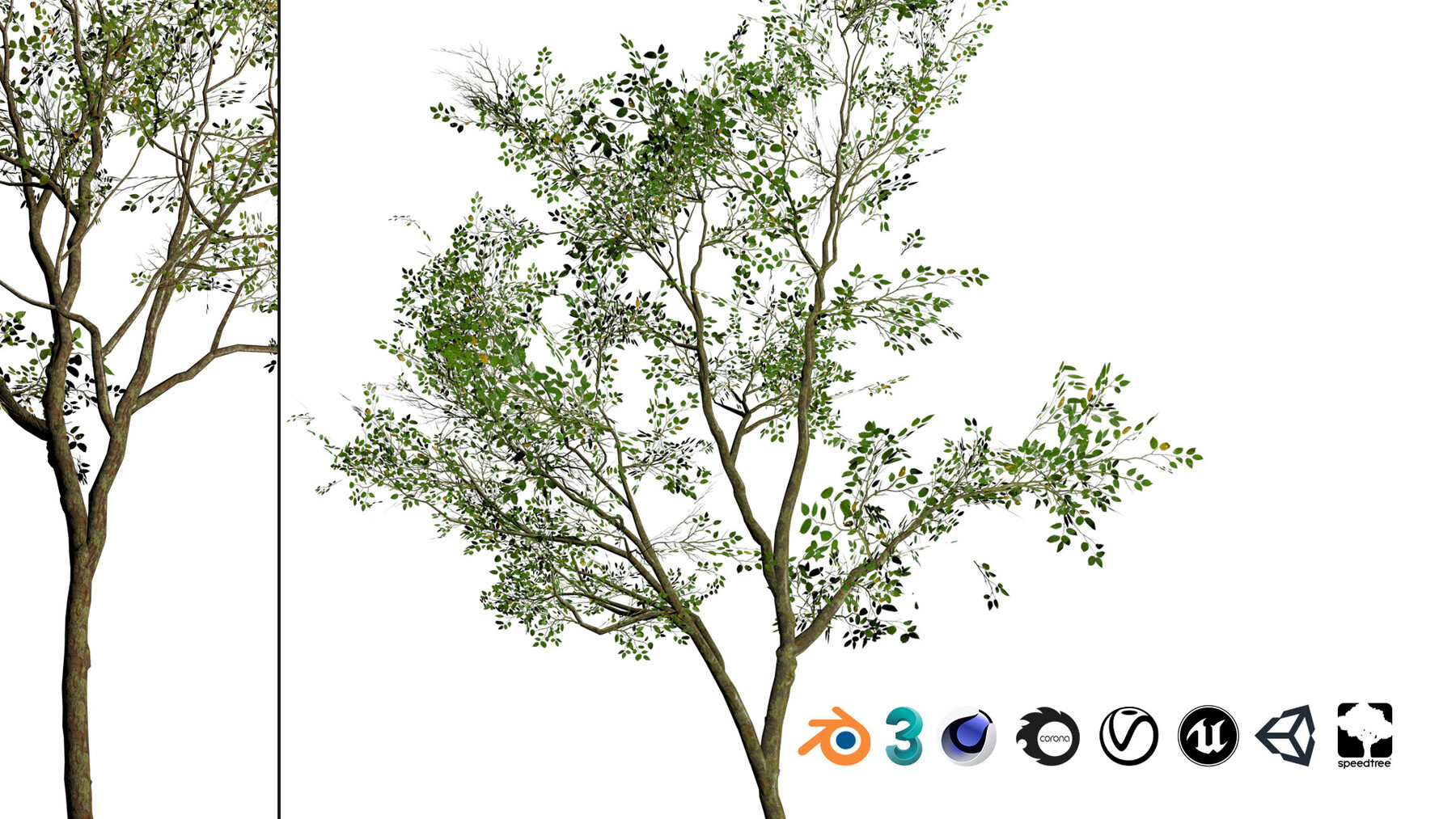 silver birch - 3D model by Jamlu69 [74450e8] - Sketchfab