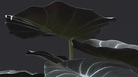 Alocasia Black Velvet I