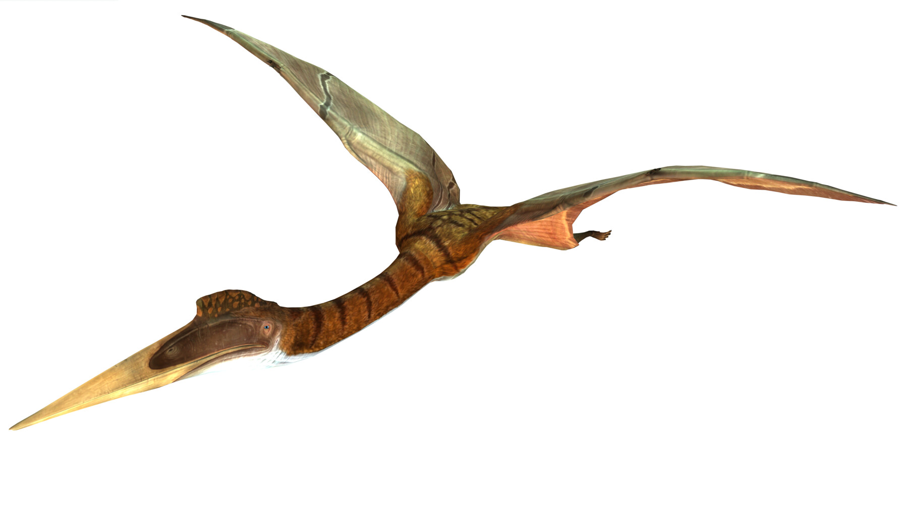 ArtStation - DINOSAUR Quetzalcoatlus ANIMATED BLENDER - FBX 3D MODEL ...