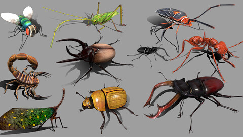 Insect Collections 3D Model