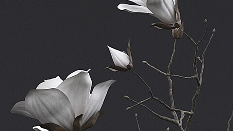 Dry Flowers in Vase I