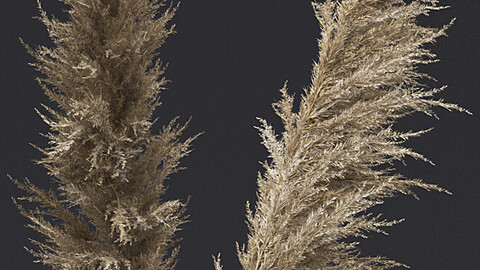 Pampas Grass I