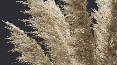 Pampas Grass II