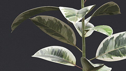 Rubber Plant II