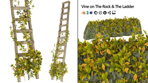Fully Customizable 3D Model of Vine Climber Plant on Ladder and Rock