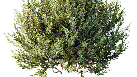 HQ Plants Montra Olive Bush Version10