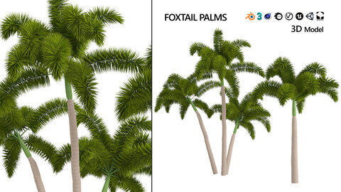 Low poly Foxtail Palm 3D Model