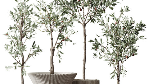 HQ Plants Mission Olive Tree Indoor Vase Set001