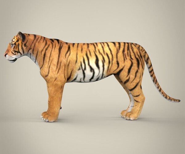 Bengal Tiger - 3D model by woo.art.77 (@woo.art.77) [cf88c38]
