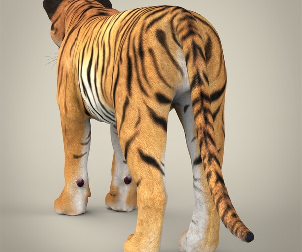 ArtStation - Bengal Tiger (Fur)