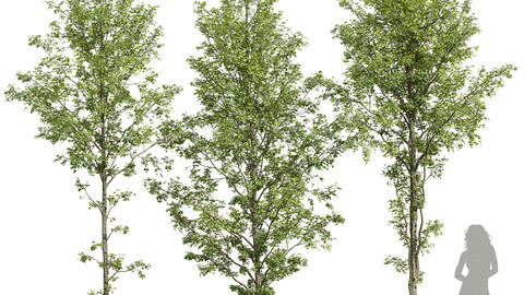 Alnus Glutinosa-3 trees