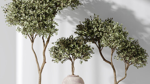 Plants Mission Olive Tree Indoor Vase Set006