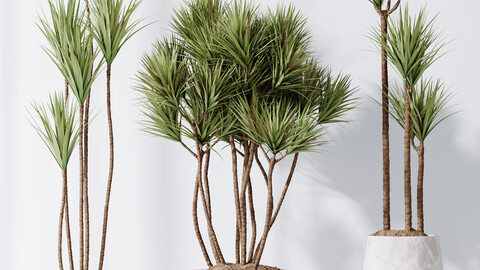 Plants Yucca Elephantipes Gigantea Vase Set03