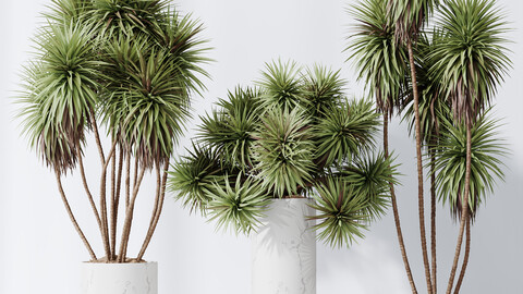HQ Plants Yucca Elephantipes Gigantea Vase Set01
