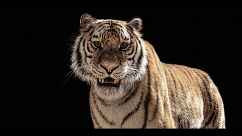 The Tiger - Photorealistic & Rigged