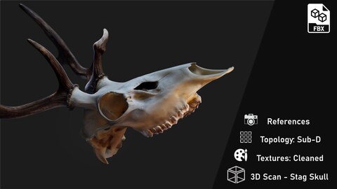 Skull: Stag Scan