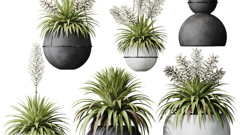 HQ Plants Yucca Elephantipes Rupicola Vase Set01