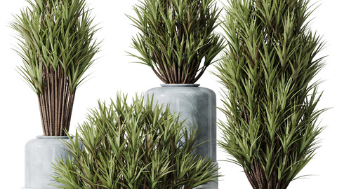 HQ Plants Yucca Elephantipes Gigantea Vase Set05