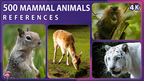 500 Mammal Animals Reference Pack – Vol 1