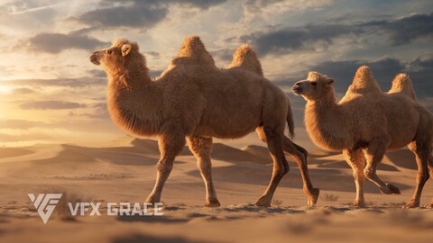 Bactrian Camel Animated | VFX Grace