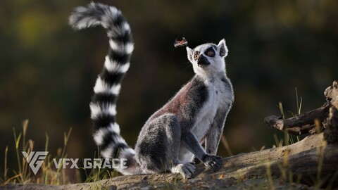 3D Animal | Ring Tailed Lemur Animated | VFX Grace