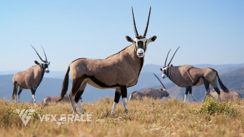 3D Animal | African Oryx Animated | VFX Grace