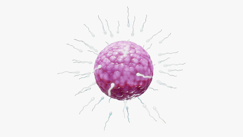 Human Fertilization of Sperm and Egg cell (Ovum)