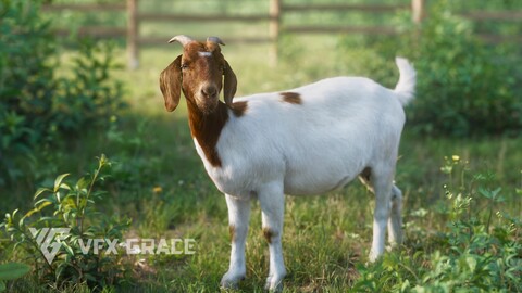 3D Animal | Boer Goat with 6 Animations | VFX Grace