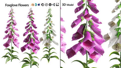 Low poly colorful Foxglove flowers